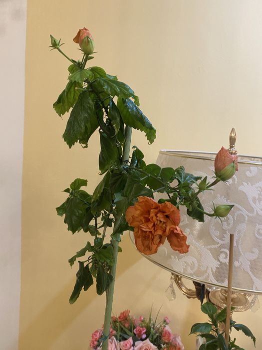 Продам комнатный «Гибискус ». Цена 25000 т