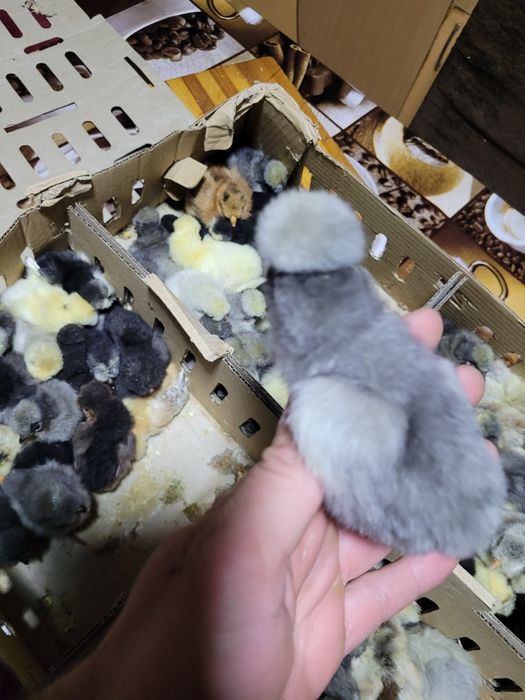 Pui de găină, somborska kaporka, pita pinta,moțati și golaș