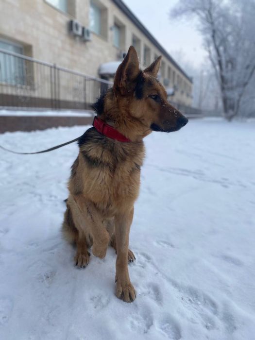 Отдам немецкую овчарку