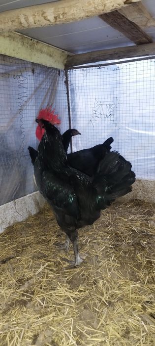 Gigant Qora Shaxzoda