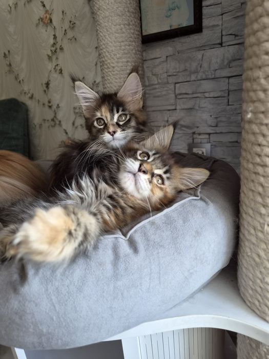 Мейнкун котята чистопородистые