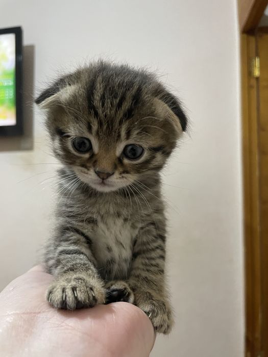 продам милых Котят!!