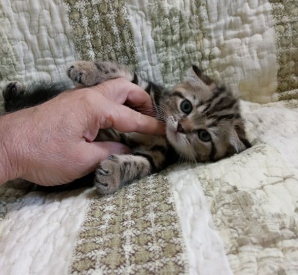 Симпатичный мальчик шотландский