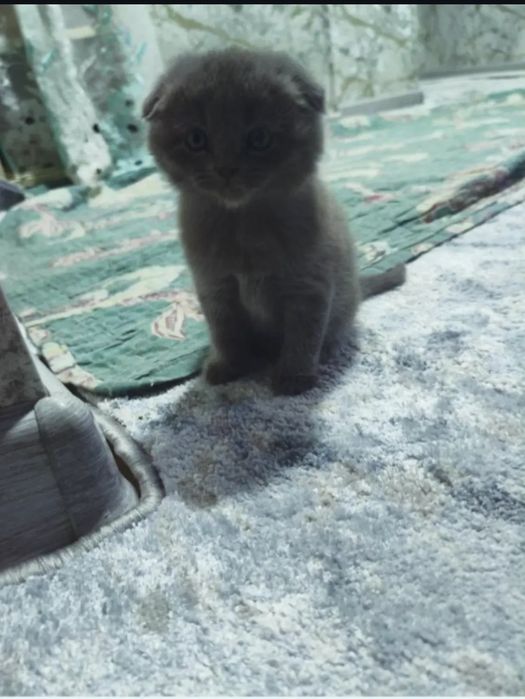 Скоттиш фолд кулоги йотган