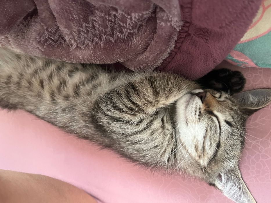 Мысык аты Мурка .Үл мысық