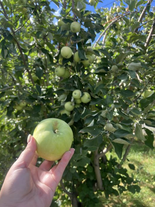 Продам домашние яблоки