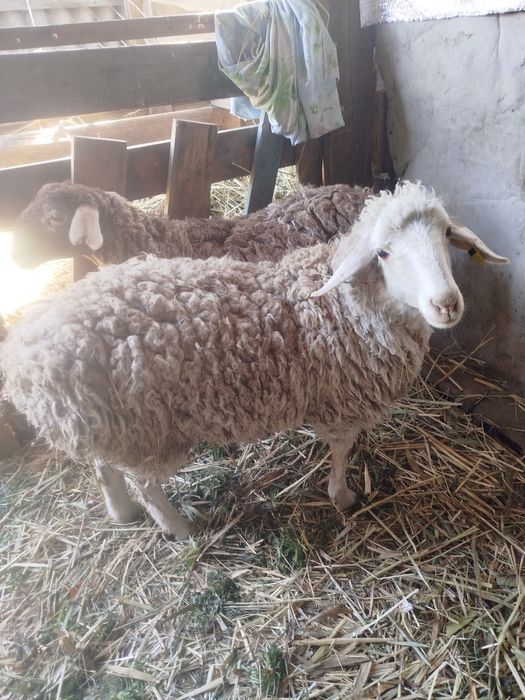 Бордақы қой сатылады