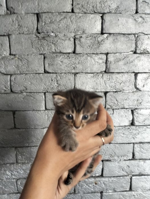 Отдам котят в хорошие руки