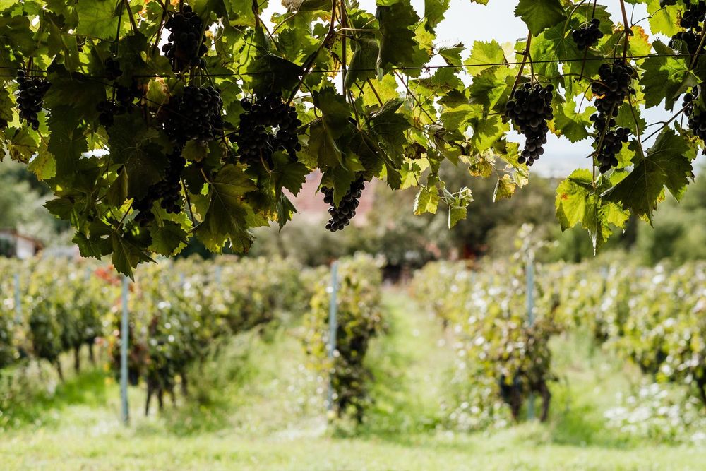 Vindem struguri cabernet sauvignon BIO - DOC MINIS