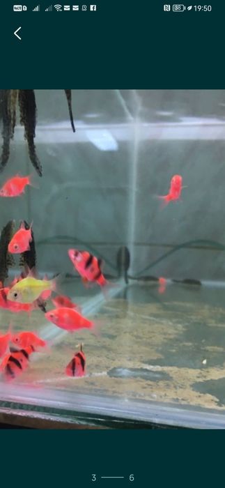 Molly, Xipho, Platy, carasi etc. Barna • OLX.ro