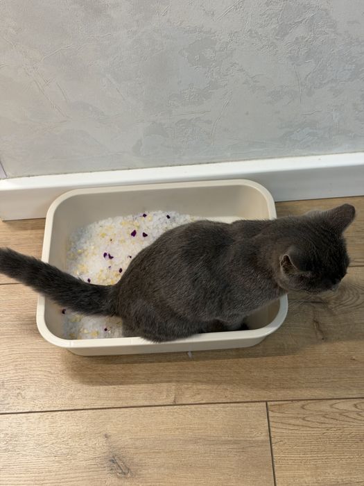 Отдам котенка в добрые руки