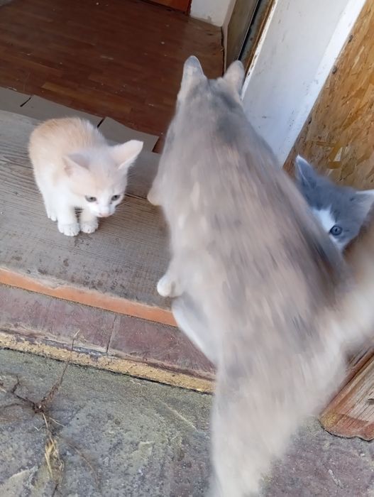 Отдам котят с кошкой