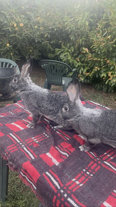 Iepuri chinchilla