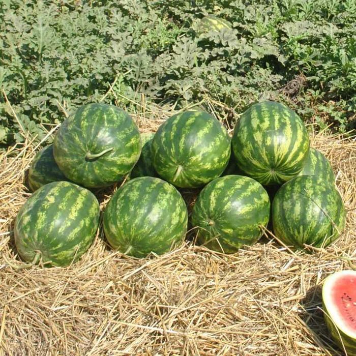 Tarvuz mahsuloti