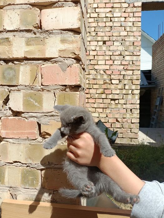 Продаю котят 2 черный 1 серый