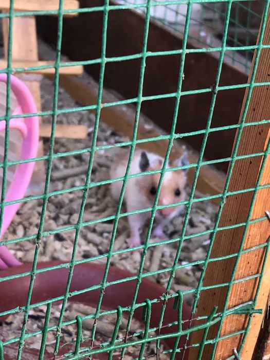Srochna hamster hamyakla sotiladi