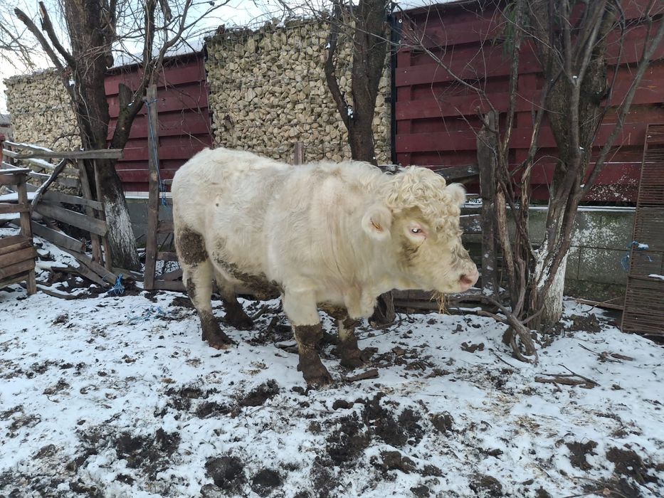 Vand taur reproductie