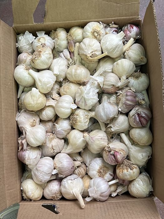 Usturoi de pus in pământ și de consum