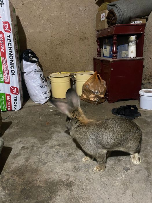 Самки  крупные фландра