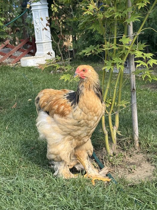 Cocoși brahma Culoare Columbia si Herminat deschis