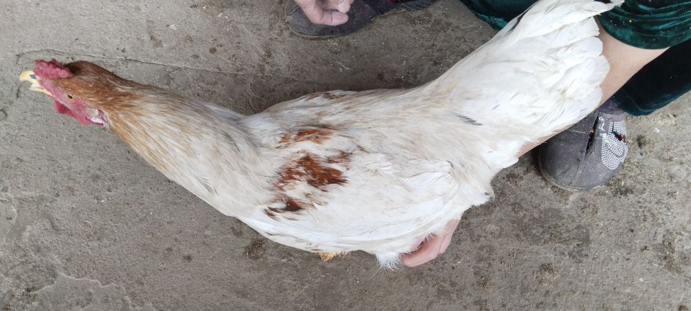 Петух хороший, большие  10 шт