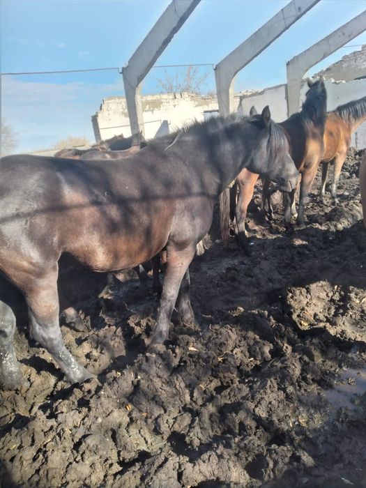 Продам кобылу 650 000тг торг есть