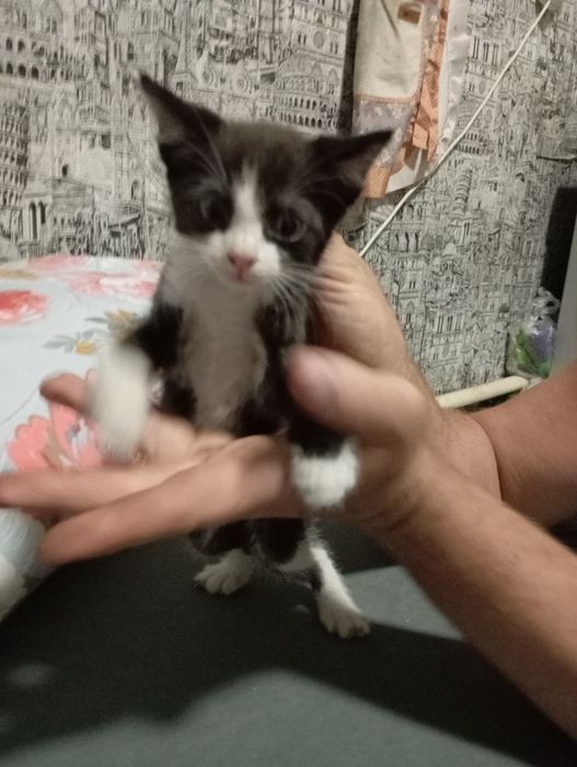 Бесплатно,котята!