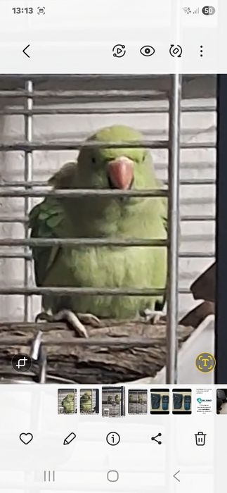 Papagal pui de  micul alexander  am si colivie