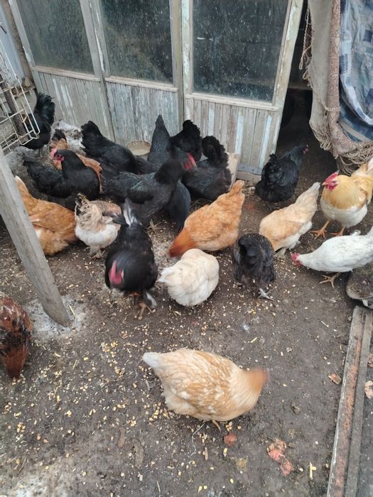 Продам домашные куры