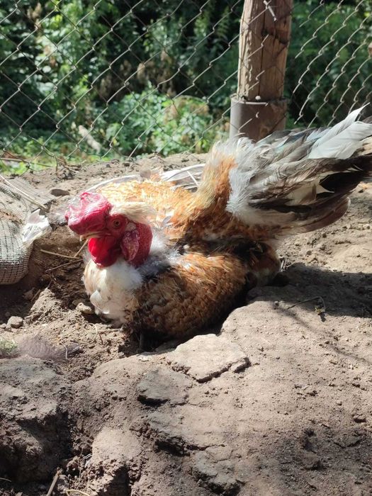 Петух голошейка 2.5-3 года