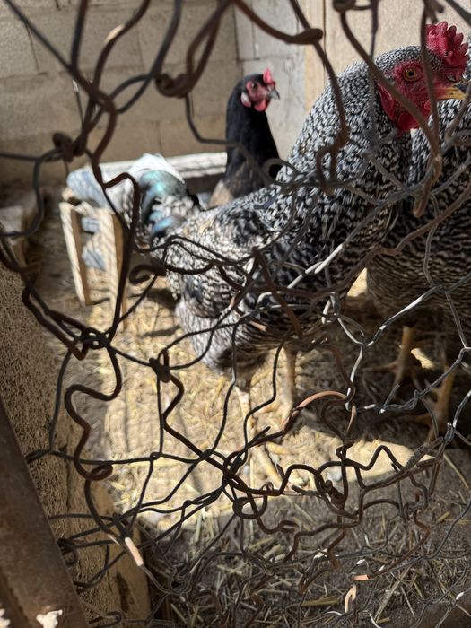 Продажа или обмен на 2- ух кур молодой