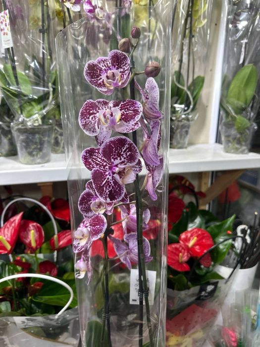 Роскошные орхидеи — живое украшение вашего дома