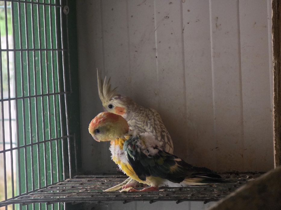 papagali amorezi/agapornis,nimfa,perus, cantator si colivii