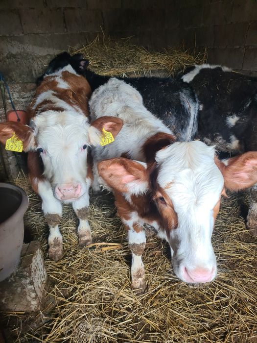 De vânzare 4 vitei 2 vitele belgiana una baltata și un tauras baltat