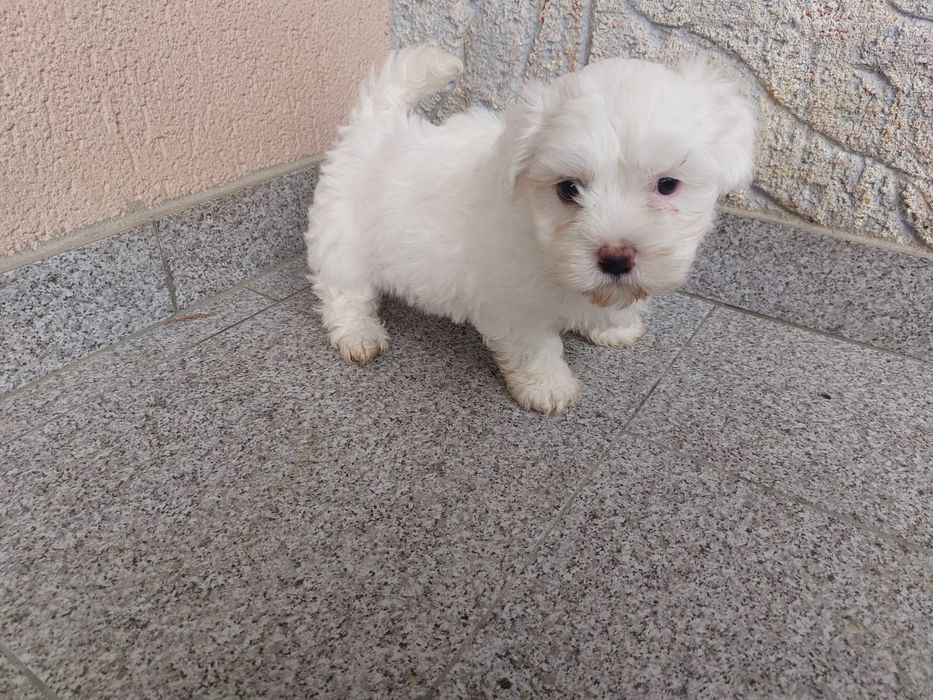 Bichonel maltez talie mica