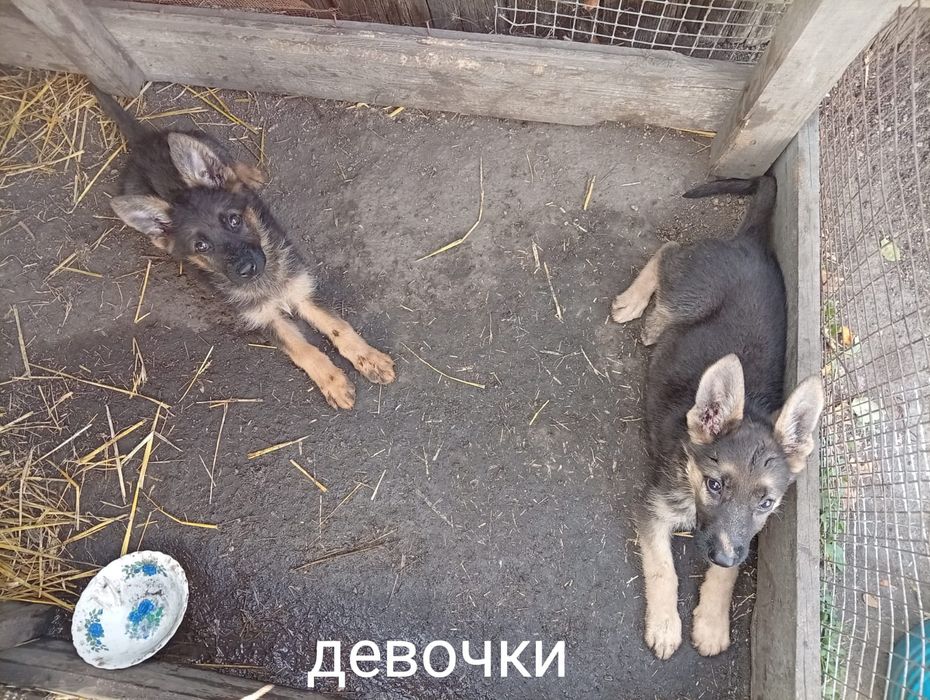 Щенята, немецкие овчарки