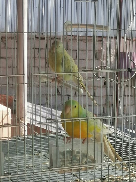 Попугае певчий пара готова один раз работали
