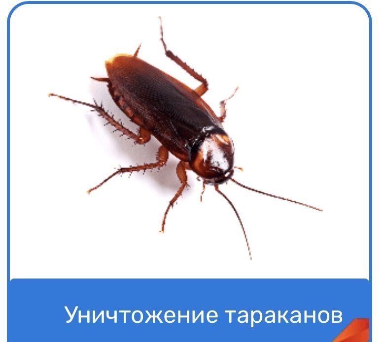 Термиты, клопы, тараканы с гарантией