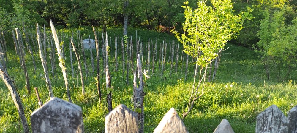 Casă cu Teren de Vânzare