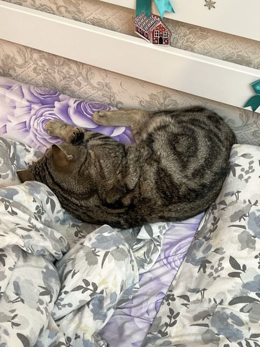 Отдам кота в добрые руки