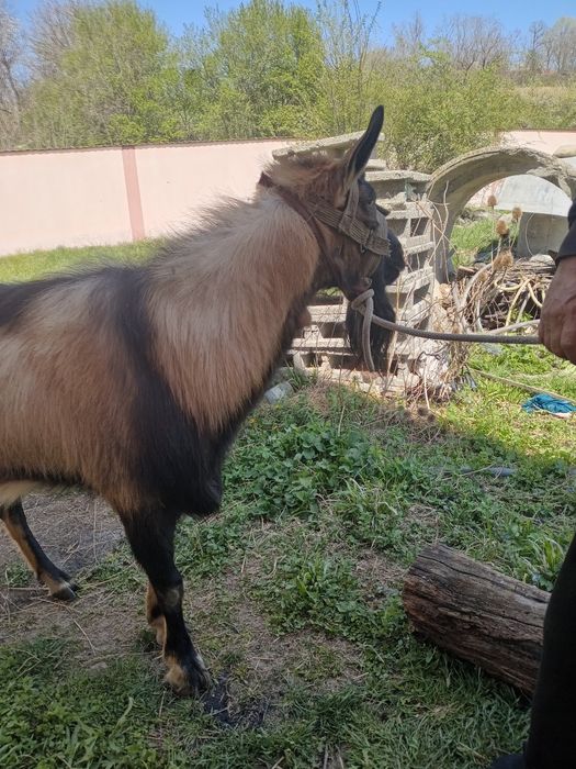 Vând țap alpin francez