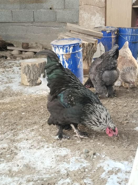 Петух әтеш сатамын полу брам