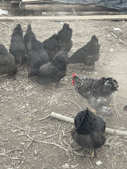 Яйцо куриное для инкубации