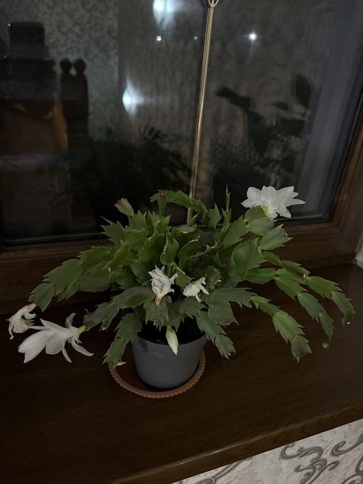 Продам Бегонии вечноцветущие