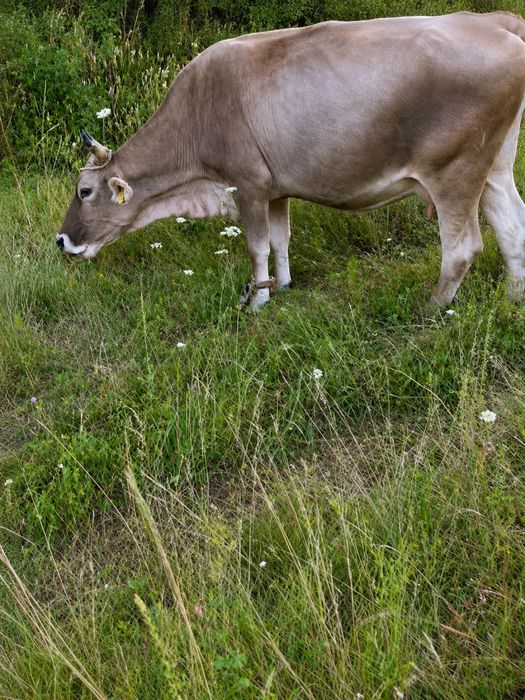 Vaca rasa Bruna