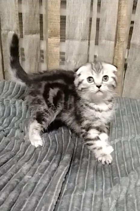 Две вислоухие девочки. Скоттиш Фолд.