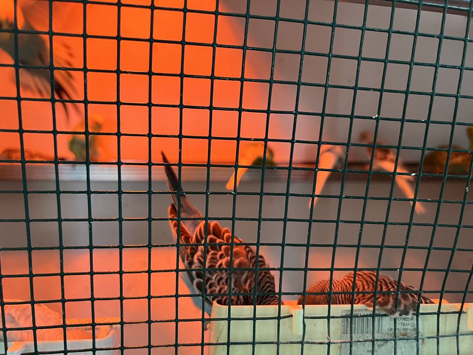 Peruși standard și semistandar