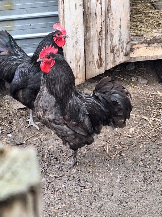 Cocosi australorp