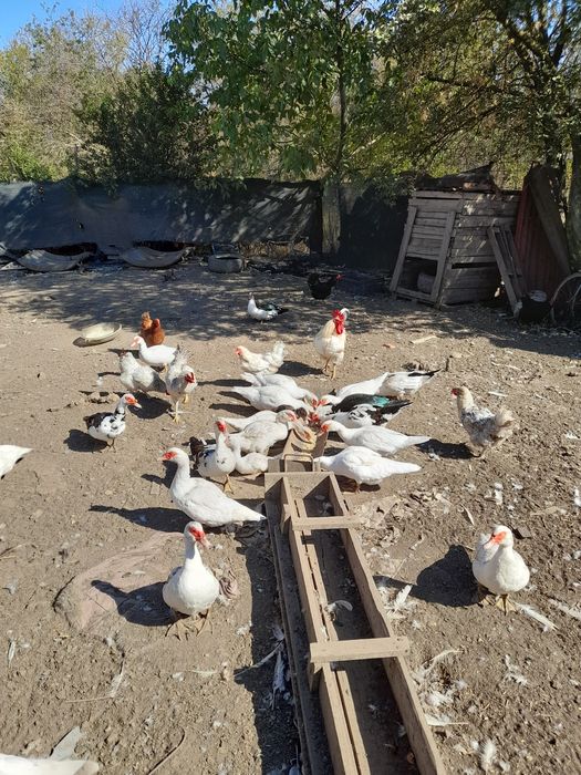 Vand rațe mute la pret bun