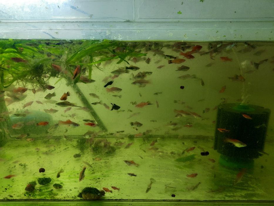 Меченосцы  рыбки